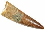 Fossil Spinosaurus Tooth - Nice Tip #372910-1